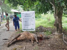 Pesantren Al Manar Sembelih 4 Sapi dan 1 Kambing Qurban Tahun ini