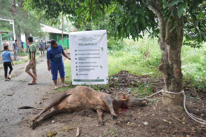 Pesantren Al Manar Sembelih 4 Sapi dan 1 Kambing Qurban Tahun ini